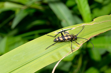 four-banded longhorn beetle