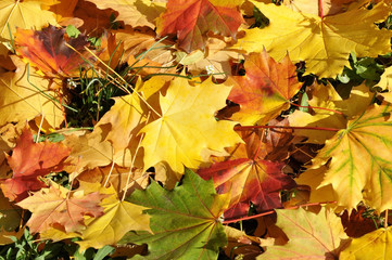 Naklejka na ściany i meble Autumn leaves of deciduous trees