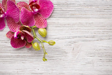Fototapeta premium Orchid.