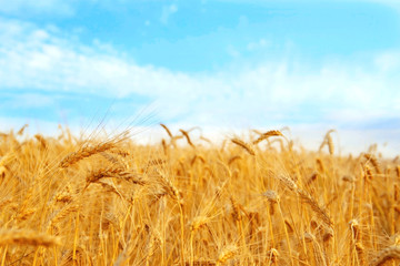 wheat field
