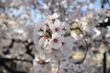 cherry blossom - Sakura