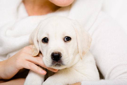 Portrait of white Labrador puppy on the hands of woman