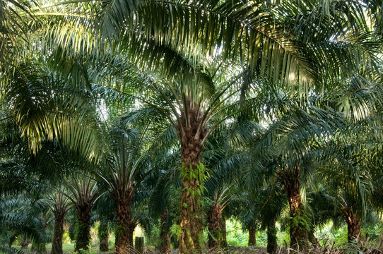 Palm&ouml;lplantage