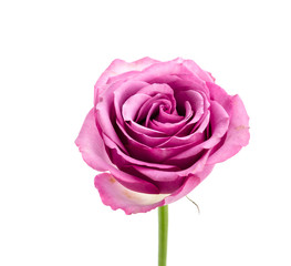 Pink rose isolated on white