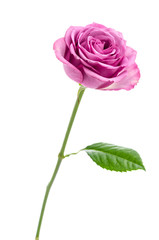 Pink rose isolated on white