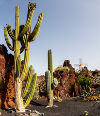 Cactus on Lanzarote, Canary islands, Spain