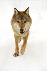 Gray Wolf