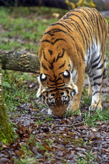 Amur Tiger