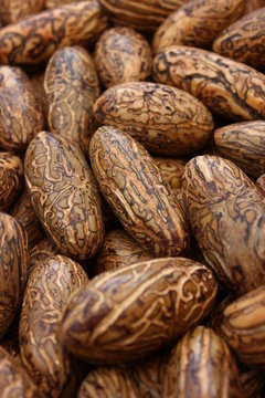 Raphia farinifera