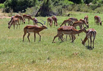 Impala gazelle