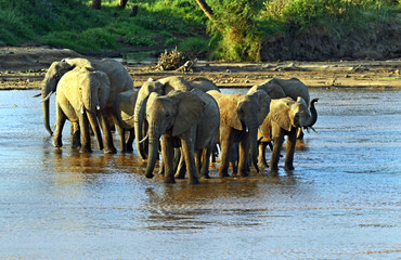 Obraz premium African elephants