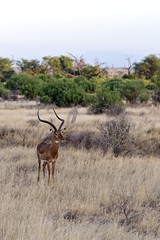 Naklejka premium Impala gazelle