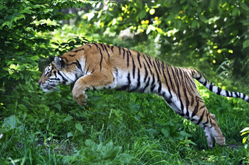 Amur Tiger