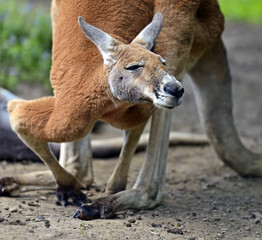 Kangaroo