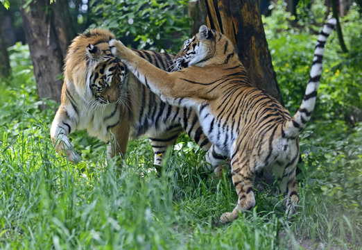 Amur Tiger