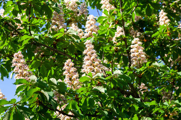 Beautiful white horse chestnut flowers