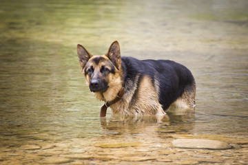 German Shepherd in the water