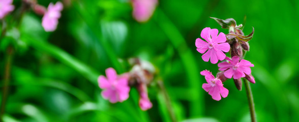 Obraz premium Fleurs des champs mauves en gros plan