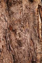 texture from tree surface in sun light