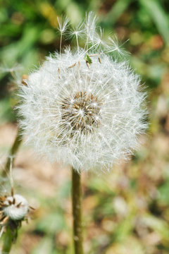 parachute seeds of dandelion blowball