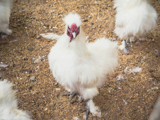 close up chicken in house farm