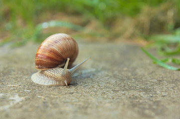 Snail on road