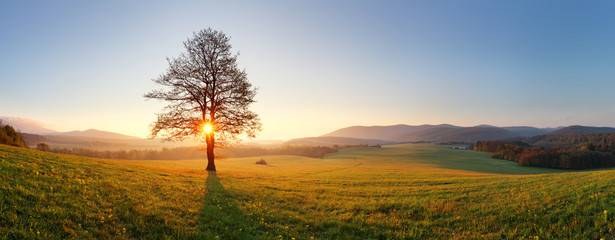 Alone tree on meadow at sunset with sun and mist - panorama