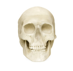 Skull isolated against white