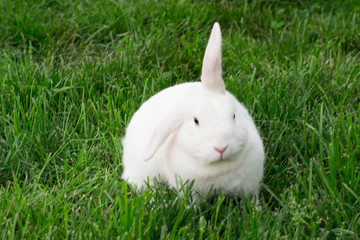 Naklejka premium white rabbit sitting on grass