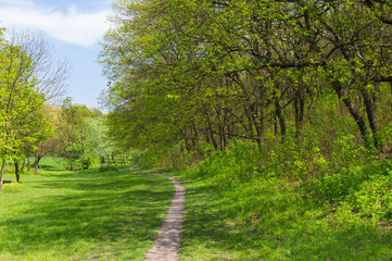 Fototapeta na wymiar Lonely path in spring forest