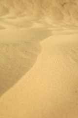Fototapeta na wymiar Dunes de sable clair du désert tunisien