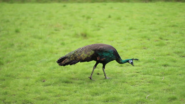 female peacock  looking for insects 1080p