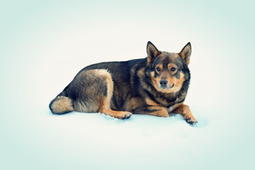 Dog lying in snow
