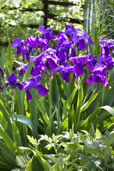 Fleurs d& 39 iris violet sur parterre de fleurs