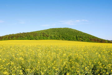 Yellow field of rapeseed with green hill and blue sky