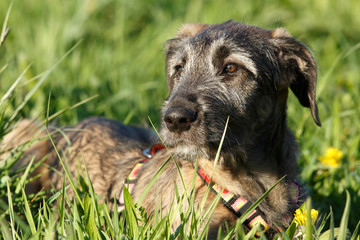 Wolfshund Portrait