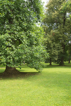 Summer at the park.