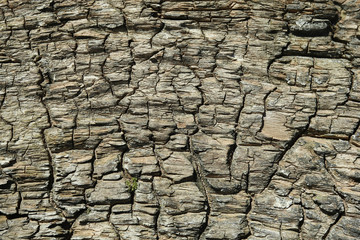 Old wood cracked texture