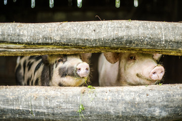 Cute pigs - Powered by Adobe