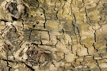 Old wood cracked texture