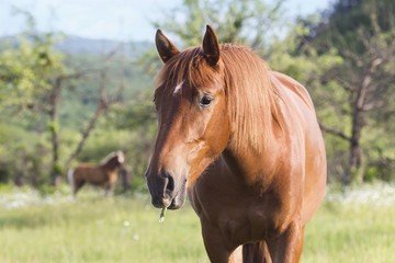 Obraz na płótnie Canvas horse grazing in a pasture