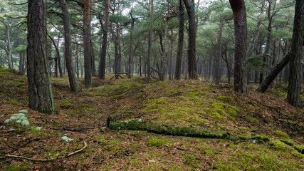 Fototapeta premium Nebel in einem Kiefernwald auf Insel Rügen
