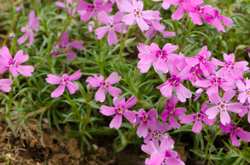 Pink alpine plant