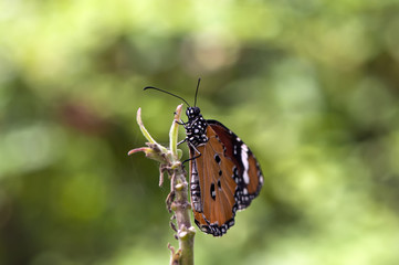 Danaus dura