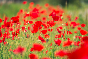 Red poppies in a sunny field 2