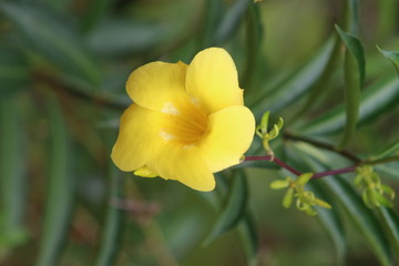 Guyane - Roura - Habitaion Caroline 