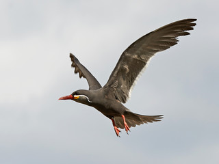 Inca Tern (Larosterna inca)