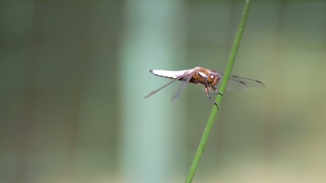 Libellule d&eacute;prim&eacute;e