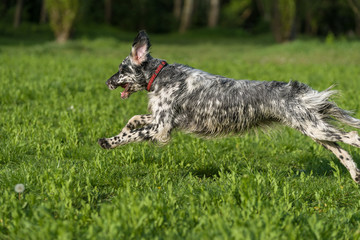 Cute blue belton English Setter dog is running cross on a meadow