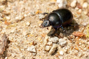 Dung Beetle on the road DN